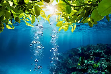 pngtree-awesome-underwater-view-of-a-sea-beach-image_17462417 pngtree-awesome-underwater-view-of-a-sea-beach-image_17462417